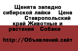 Щенята западно-сибирской лайки. › Цена ­ 5 000 - Ставропольский край Животные и растения » Собаки   